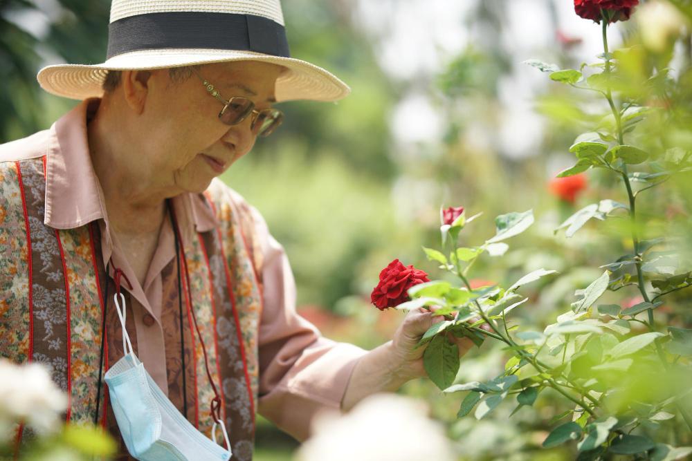 This rose is native to the Vietnamese city of Da Lat